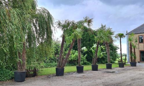Palmier à plusieurs troncs, Jardin & Terrasse, Plantes | Arbres, Palmier, 250 à 400 cm, En pot, Enlèvement ou Envoi