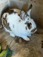 dwergkonijn adopteren, Mannelijk, Dwerg, 0 tot 2 jaar