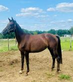 Merrie te koop, Merrie