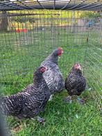Mechelse koekoek kriel, Dieren en Toebehoren, Pluimvee, Meerdere dieren, Kip