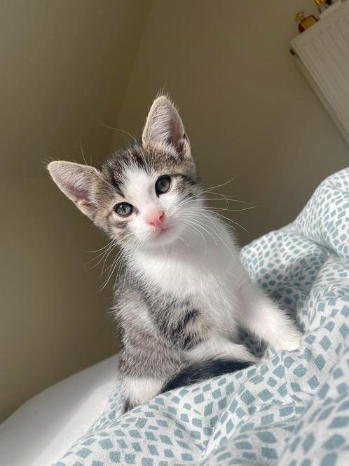 Europese korthaar, Dieren en Toebehoren, Katten en Kittens | Raskatten | Korthaar, Poes, 0 tot 2 jaar