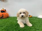 Maltipoo pup
