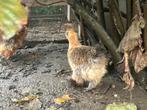 Zijdehoen hennen, Dieren en Toebehoren