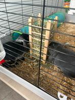 Dwergkonijntjes (plus eventueel kooi en speeltjes), Dieren en Toebehoren, Knaagdieren, Augustus, Vrouwelijk