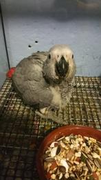 Kooi en babygrijs uit Gabon, Dieren en Toebehoren, Ophalen, Nieuw, Overige materialen, Vogelkooi