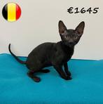 Cornish Rex (katertjes) kittens te koop, Kater, Gechipt, 0 tot 2 jaar