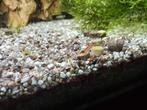 Garnalen neocaridina semi-transparant, Dieren en Toebehoren, Vissen | Aquariumvissen, Kreeft, Krab of Garnaal, Zoetwatervis, Schoolvis