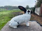 Reuzevlinder voedster, Dieren en Toebehoren, Konijnen