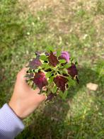 Coleus (siernetel), Huis en Inrichting, Kamerplanten, Overige soorten, Ophalen of Verzenden, In pot, Minder dan 100 cm
