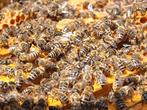 Bijenvolken tekoop 6 ramers, Dieren en Toebehoren