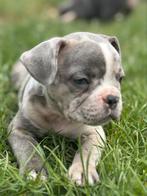 Mooie Franse Bulldog pups, België, CDV (hondenziekte), 8 tot 15 weken, Bulldog