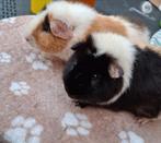 2 US Teddy beertjes, Dieren en Toebehoren, Knaagdieren, Cavia, Mannelijk, Tam, Oktober