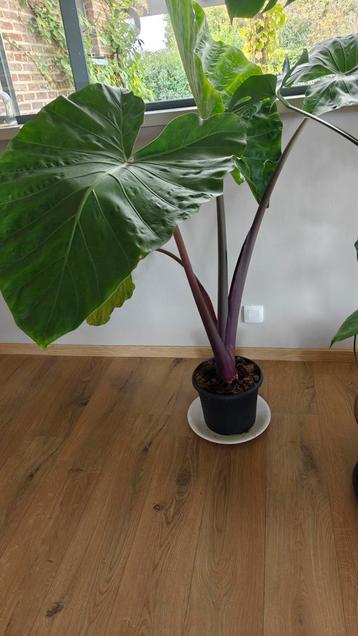 alocasia XL  beschikbaar voor biedingen