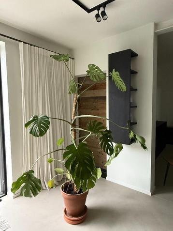 XXL Monstera + terracotta pot (zonder pot lagere prijs) beschikbaar voor biedingen