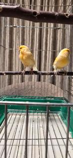Koppel kanarie oranje, Dieren en Toebehoren, Vogels | Kanaries