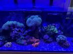 Volledig uitgerust rifaquarium - RedSea Reefer G2 425XX, Dieren en Toebehoren, Gevuld zeewateraquarium, Zo goed als nieuw, Ophalen