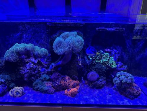 Aquarium récifal entièrement équipé - RedSea Reefer G2 425XX, Animaux & Accessoires, Poissons | Aquariums & Accessoires, Comme neuf