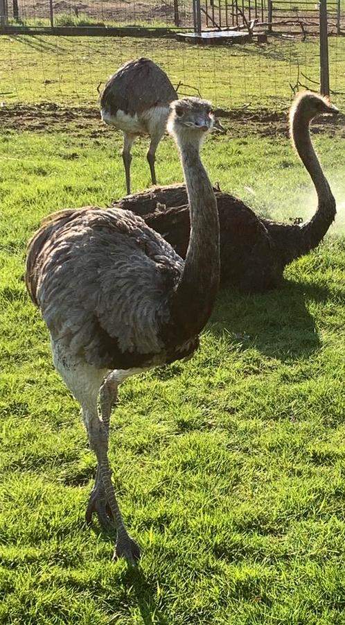 Grijze nandoe haan 2 j, Dieren en Toebehoren, Overige Dieren, Mannelijk