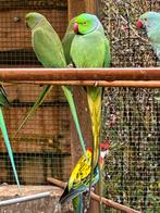 Halsbandparkieten 2 mannen 60€ stuk, Dieren en Toebehoren, Vogels | Parkieten en Papegaaien, Parkiet