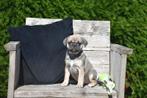 Prachtig Mops reutje, België, CDV (hondenziekte), 8 tot 15 weken, Bulldog