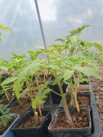 tomatenplanten, Lente, Ophalen, Groenteplanten, Eenjarig