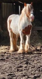 Tinker ruin 9j, Dieren en Toebehoren, Ruin, Zadelmak, Gechipt, 7 tot 10 jaar