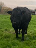 Mooie zwarte stamboek BWB dekstier te koop., Dieren en Toebehoren, Mannelijk, 0 tot 2 jaar