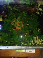 Anubias