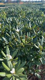 Rhododendron Cunningham White locatie Oisterwijk, Ophalen of Verzenden, Rhododendron