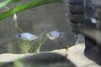 Mickey Mouse Platy’s (5 STUKS), Vis, Zoetwatervis