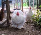 Je cherche des œufs fécondés de  Cochin geantes blanches, Enlèvement ou Envoi, Neuf, Autres types