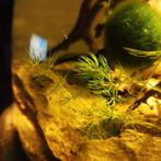 Grof hoornblad, Dieren en Toebehoren, Vissen | Aquaria en Toebehoren, Ophalen, Zo goed als nieuw