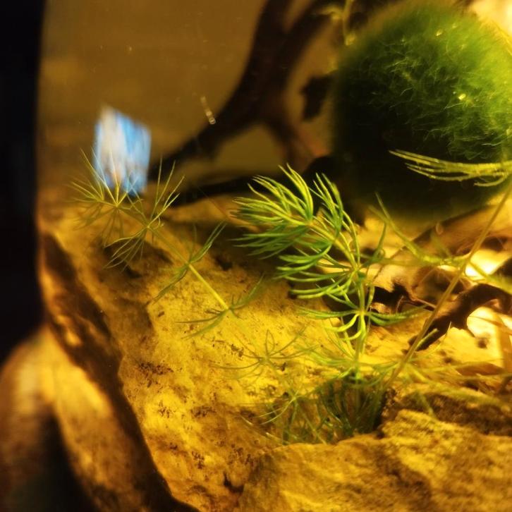 Grof hoornblad, Dieren en Toebehoren, Vissen | Aquaria en Toebehoren, Zo goed als nieuw, Ophalen