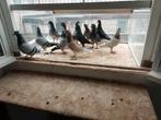 Enkele Jaarling duivinnen, Animaux & Accessoires, Oiseaux | Pigeons, Pigeon voyageur, Femelle