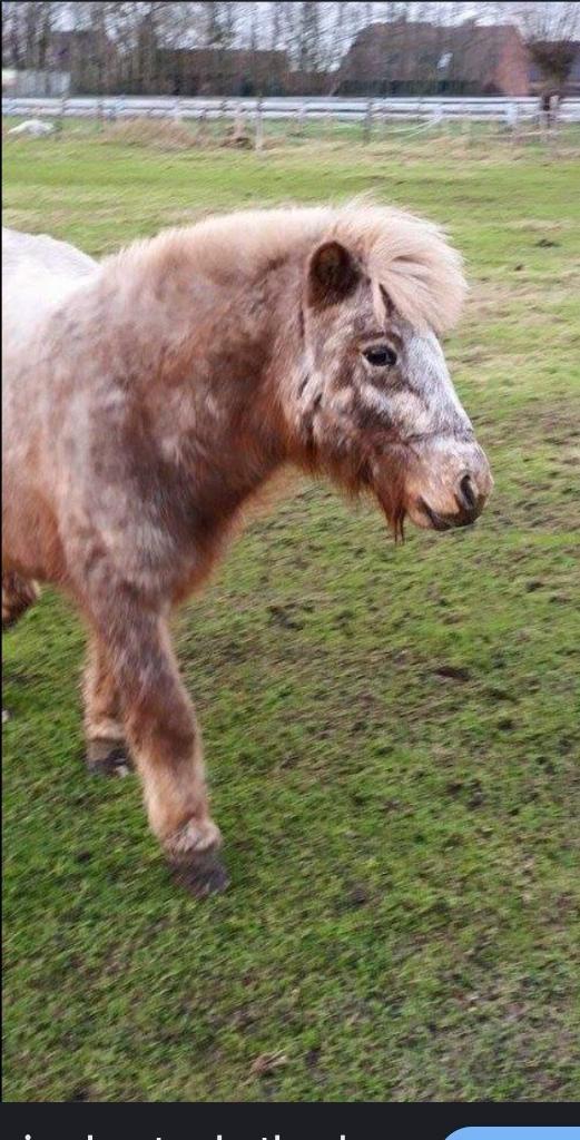 Lieve kinderpony!, Animaux & Accessoires, Poneys, Jument, Poney A (jusqu'à 1.17 m), Poney de récréation, 11 ans ou plus, Avec pedigree
