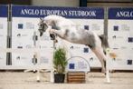 (goedgekeurde)hengst 3j, leuk gefokt vr goede sportcarriere, Dieren en Toebehoren, Gechipt, Springpony, 3 tot 6 jaar, D pony (1.37m tot 1.48m)