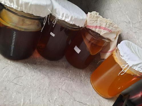 kombucha scoby, Diversen, Levensmiddelen, Ophalen of Verzenden