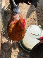 2 jongen hanen, Dieren en Toebehoren, Mannelijk, Kip