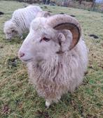 Schapen te koop (Ouessant), Dieren en Toebehoren, Mannelijk, Schaap, 0 tot 2 jaar