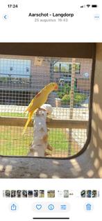 Lutino Alexander, Dieren en Toebehoren, Vogels | Parkieten en Papegaaien, Vrouwelijk, Parkiet