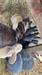 Duitse reus, Dieren en Toebehoren, Meerdere dieren, Groot, 0 tot 2 jaar