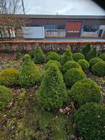 Buxus vormbomen, Tuin en Terras, Ophalen, Buxus