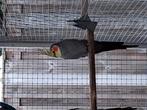 Te koop Valkparkieten mutaties, Dieren en Toebehoren