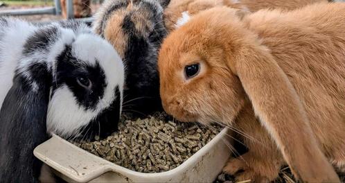 Lieve oranje voedster Franse hangoor konijn, Dieren en Toebehoren, Konijnen, Vrouwelijk, 0 tot 2 jaar, Hangoor