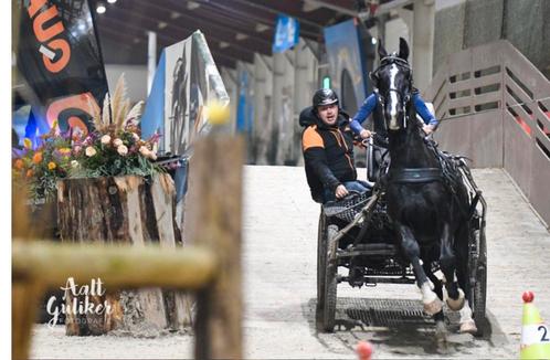 Bomproof allround zeer grote zwarte ruin! Ook gereden, Animaux & Accessoires, Chevaux, Hongre, 170 à 175 cm, 7 à 10 ans, Cheval d'attelage