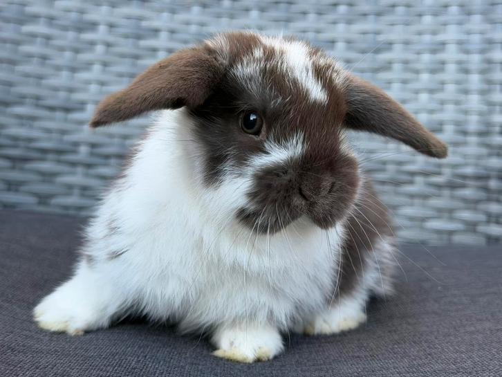 Schattige & lieve chocoladebruine NHD Dwerg hangoor konijnen, Dieren en Toebehoren, Konijnen, Dwerg, Vrouwelijk, 0 tot 2 jaar