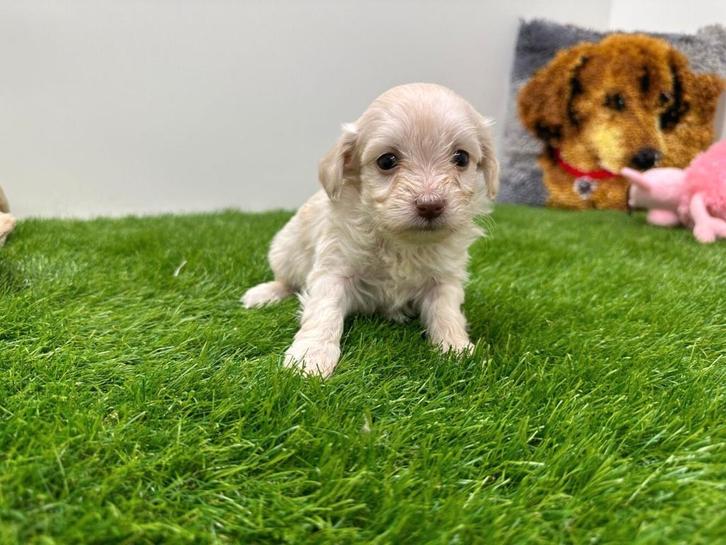 Nestje Havanezer pups, Dieren en Toebehoren, Honden | Chihuahua's en Gezelschapshonden, Teef, Overige rassen, Fokker | Professioneel