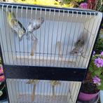 Wildkleur sijsen, Dieren en Toebehoren, Vogels | Overige Vogels