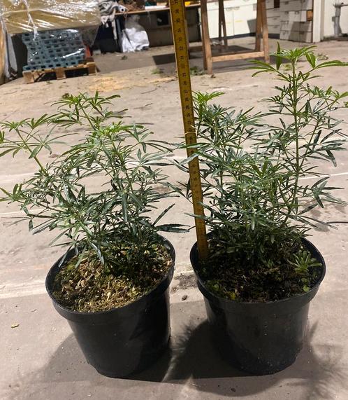Choisya ternata 'White Dazzler'.Groenblijvende Heester, Tuin en Terras, Planten | Struiken en Hagen, Haag, Overige soorten, Minder dan 100 cm