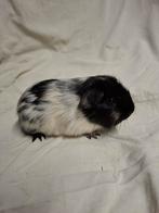 Zwart dalmatiner cavia zeugje, Animaux & Accessoires, Rongeurs, Décembre, Femelle, Cobaye